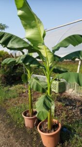 Una banana matura stagliata contro uno sfondo di vegetazione lussureggiante di un cortile allaperto Una scena idilliaca di natura con un albero che ospita una succulenta foglia di banana