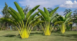 Una banana fresca, matura e succosa, cresce in mezzo a una vasta area di vegetazione, tra erba, foglie verdi e alberi, in un giardino allaperto destate, nella terra