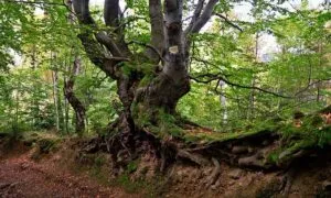 albero del faggio