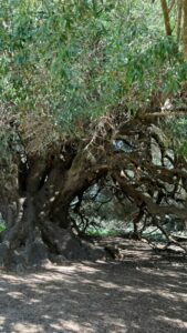 Questa immagine mostra una varietà di alberi coniferi allaperto in un bosco loleastro, lalbero di Redwood, il tasso e la sequoia di Banyan La loro straordinaria vegetazione conferisce al paesaggio unatmosfera magica e rilassante