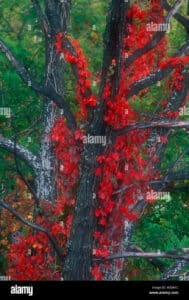 Un suggestivo salice nero, con il suo tronco snello e acero, si erge tra la vegetazione allaperto del bosco Le sue foglie scure e delicate sono una visione meravigliosa della bellezza della natura