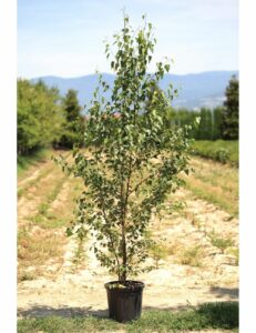 In questa fotografia, lamore puro è rappresentato da una HomePianta che cresce in un vaso al centro di una stanza Lalbero, con le sue foglie verdi, è una visione calmante che spicca in un elegante design dinterni La vegetazione è un simbolo di vita e benessere che porta armonia alla casa