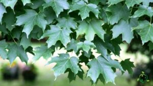 Questa foto mostra una scena autunnale con diverse specie di alberi, tra cui acero, quercia, platano e betulla La foto è ancora più speciale perché cè una foglia di betulla che cade su una pozza di zucchero dacero