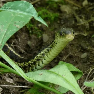 Una biscia in giardino, un problema comune per i proprietari di abitazioni in Umbria per cui servizi di allontanamento rettili possono essere una valida soluzione