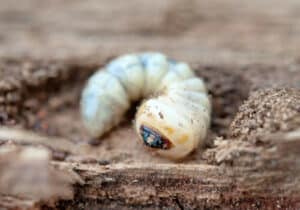 Una foto di blatte appena nate che mostra come la lotta contro i tarli possa iniziare con metodi naturali, come ad esempio lutilizzo di insetti predatori o repellenti naturali