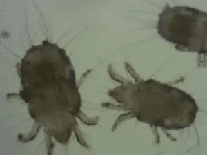 Blattella orientalis, comunemente conosciuto come scarafaggio orientale, su un pavimento, mostrando le sue caratteristiche tipo le antenne lunghe e il corpo marrone scuro, un insetto spesso confuso con lacaro della polvere nel contesto domestico
