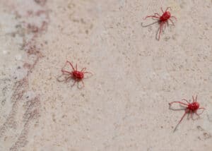 Bolle marroni rappresentanti gli acari ingrandite sotto microscopio nellambito di un articolo sul rischio di infestazioni da acari in inverno