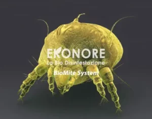 Bolle piene di acari pronte per essere eliminate con prodotti per la disinfestazione