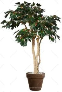 Unimmagine che riassume tutti i prodotti della natura un caffè aromatico con una foglia di bonsai, una pianta in vaso e un albero con un frutto dorato Una bellezza unica che ci ricorda quanto sia prezioso il dono della natura