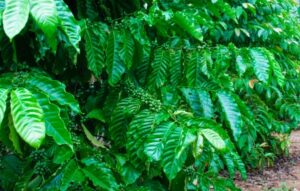 Una tazza di caffè in una rigogliosa foresta pluviale tra alberi, felci e foglie unimmagine che richiama alla mente la natura incontaminata, con la sua vegetazione lussureggiante allaperto Unoasi di pace, in cui godersi una bella tazza di caffè, circondati da fiori e giungla