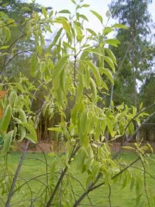Questo magnifico scorcio ritrae una radura circondata da un bosco ricco di vegetazione Lerba alta e lussureggiante copre il terreno come un tappeto erbaceo, invitando a calpestarlo con i piedi nudi Lalbero maestoso e le foglie che ondeggiano al vento contribuiscono a creare unatmosfera di pace e tranquillità Un prato incontaminato, una meadowpianta in cui trascorrere ore di relax immersi nella natura