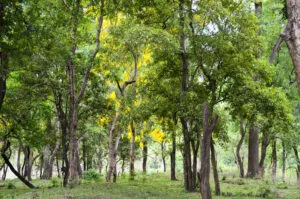 Unimmagine che ritrae la bellezza della natura un tronco dalbero in un boschetto, circondato da una rigogliosa vegetazione, con i raggi del sole che filtrano tra i rami, invitando a calzare ed esplorare questo selvaggio bosco e la giungla che lo circonda