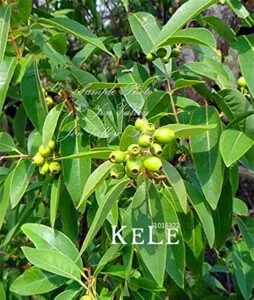 Una pera matura appesa a un ramo dellalbero della famiglia Annonaceae, circondato da una fitta vegetazione, che produce cibo prezioso e sano, come la pera, che è pronta per essere raccolta e calzata