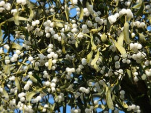 Questa fotografia mostra unincantevole albero di GrassFoglia, con una pianta verde brillante ai suoi piedi Una manciata di fiori bianchi e verdi cresce tra lerba, come se stessero calzando lalbero Unimmagine affascinante che cattura la bellezza della natura