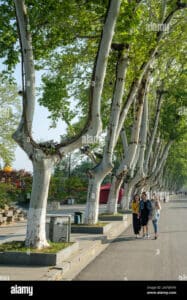 Un platano iconico cammina lungo una strada cittadina, con la sua imponente chioma che si staglia contro il tronco nodoso Anche se sembra impossibile, è un WalkingAlbero che porta con sé un sentiero, un marciapiede, unaltra strada e tanti chilometri di camminata