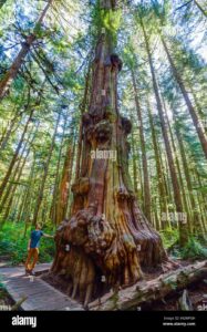 Una persona cammina in un boschetto di redcedar e tra la fitta vegetazione e il terreno ricoperto di foglie secche può udire il rivo di un CreekAlbero che scorre in una lussureggiante foresta pluviale