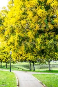 Unincantevole fotografia di un parco ricco di vegetazione e arie aperte, riempito dal profumo della mimosa Una magnifica composizione di erba, natura e un fiore di mimosa, che lascia un senso di pace e serenità