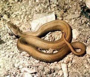 Una persona che cattura un serpente, con un guanto da lavoro e un secchio in mano