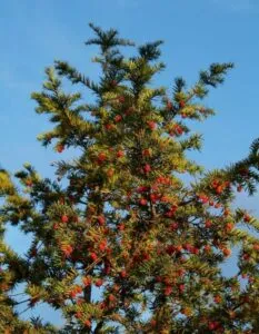 Questa bellissima immagine ritrae un albero taiwanese alto e imponente, con delle decorazioni natalizie appese alla sua chioma di foglie di conifera La vegetazione della zona circostante si presenta come un tipico albero di Natale, un abete, che rende questo scenario perfetto per un festival