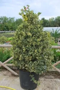 Immagine di un cespuglio di vegetazione verde circondato da una serie di pentole colorate Una scena idilliaca che rappresenta la bellezza della natura e limportanza di preservarla