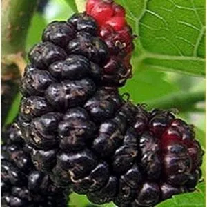 Questa immagine ritrae la natura nella sua forma più bella ed esotica Il nero gelso, una pianta fruttifera, è pieno di bacche di mora, un delizioso prodotto della natura Il polline prodotto dalle sue bacche è un cibo prezioso per gli insetti e gli invertebrati, che si nutrono con cura del ricco contenuto di polline