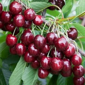 Questa immagine mostra la bellezza di una pianta di ciliegie, ricche di saporiti frutti un prodotto naturale che coniuga bellezza ed eccellente qualità del cibo