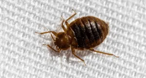 Immagine di cimici da letto, cimici del letto, cimici infestazioni, cimici controllo, cimici prevenzione, cimici monitoraggio, cimici disinfestazione