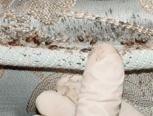 Unimmagine che mostra una cimice da letto durante un processo di disinfestazione, incluso il monitoraggio per verificare la presenza di questi insetti fastidiosi e le misure adottate per eliminarli