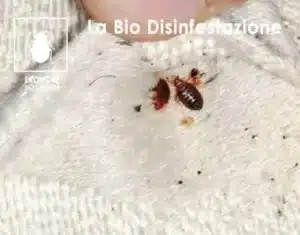 Immagine di una cimice da letto Come riconoscere uninfestazione di cimici da letto