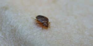 Immagine di una cimice del viaggiatore, un parassita che può infestare le stanze dalbergo e che può essere eliminato con disinfestazioni adeguate