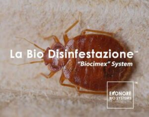 Disinfestazione cimici da letto cosa odiano le cimici da letto e come affrontare la situazione