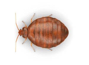 Uova di cimice da letto come prevenire uninfestazione