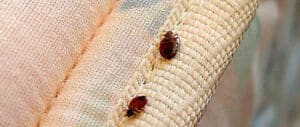 Immagine della cimice da letto le cimici dei letti sono parassiti difficili da individuare e possono causare prurito e infezioni