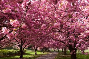 Una persona godendosi la vista di un albero di ciliegio in fiore allaperto durante la primavera, con i petali di fiori di ciliegio che creano una piacevole atmosfera di natura e bellezza