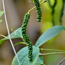 Un albero di pepe nero che offre una vista mozzafiato, con delle piante e viti ad abbellire lambiente, accompagnato da alcuni accessori che rendono latmosfera ancora più suggestiva