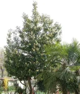 Questa immagine mostra un albero profumato con una vasta vegetazione intorno Al suo interno, si possono vedere diversi frutti, come il durian, e un fiore che decorano la scena Nel suo ambiente naturale, lalbero è circondato da un bosco rigoglioso Le foglie dellalbero sono grandi e di un verde intenso, e sono parte di una coltivazione che produce prodotti di qualità CropAlbero è unazienda che lavora insieme alla natura per offrire prodotti freschi e genuini