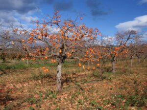 Una bella foto di un cachi che cresce in un campo, che rappresenta una pianta di GrowCibo, la frutta kaki prodotta dallalbero Coltivare è la chiave per avere deliziosi cachi!