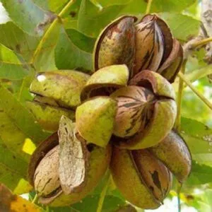 Questa immagine ritrae una varietà di noci pecan, uno dei semi più nutrienti e saporiti Una miscela di cibo dai sapori dolci e salati, con grano, noci, pecan, pera e verdure che si uniscono per produrre un delizioso mix di sapori