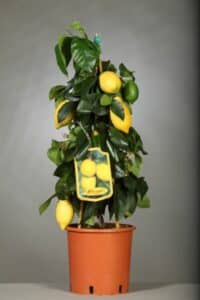 Questa immagine ritrae un albero di limoni in un contenitore di vaso La pianta è carica di frutti di agrumi, tra cui limoni e grapefruit Un prodotto fresco e gustoso che può essere facilmente coltivato anche in vaso