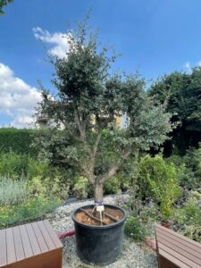 Una scena di verde leccio e design dinterni allaperto un giardino con un albero e una panchina, una pianta in vaso e un bonsai, circondati da una ricca vegetazione Per un tocco di eleganza, stile e comfort, questo è il posto perfetto!