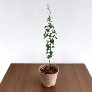 Questa immagine mostra una stanza dinterni con una pianta di pero selvatico in un vaso posto su un tavolo con un piano di legno La pianta è una RoomPianta che aggiunge un tocco di design naturale alla stanza, con le sue foglie verdi che si stagliano sui mobili intorno Unalbero di legno decorativo sulla parete crea unatmosfera di calma e di benessere