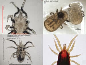 Immagine illustrativa che mostra i passaggi per eliminare gli acari in casa per complementare larticolo su come riconoscere la presenza di acari
