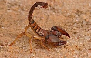 Un uomo che indossa guanti protettivi si prepara a rimuovere uno scorpione da una casa, illustrando come eliminare gli scorpioni in casa