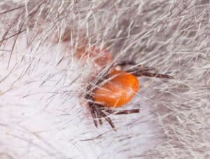 Uomo che usa rimedi naturali per eliminare le zecche dal suo giardino