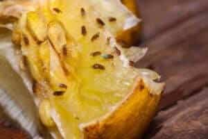 Immagine di una persona che spruzza un repellente naturale su una pianta infestata da moscerini per mostrarne leliminazione