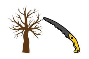 come potare i rami morti dell'acacia