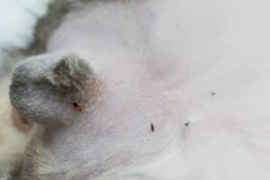 come si uccidono le pulci del cane