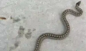 Come prevenire le lucertole dallentrare in casa, una guida per evitare che i serpenti si avvicinino alle abitazioni