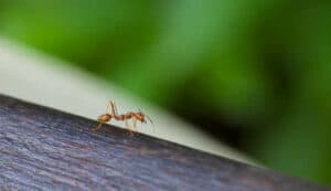 Immagine di rimedi casalinghi naturali utilizzati per combattere le infestazioni di formiche