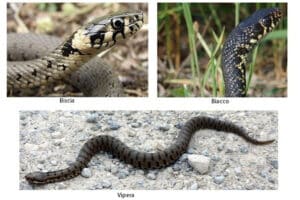Immagine di un serpente, bisce e vipere che si confrontano in un ambiente naturale Scopri cosa attira serpenti, bisce e vipere come riconoscere le differenze tra loro